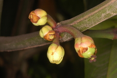 Garcinia xanthochymus